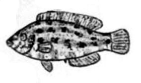 Symphodus roissali_01